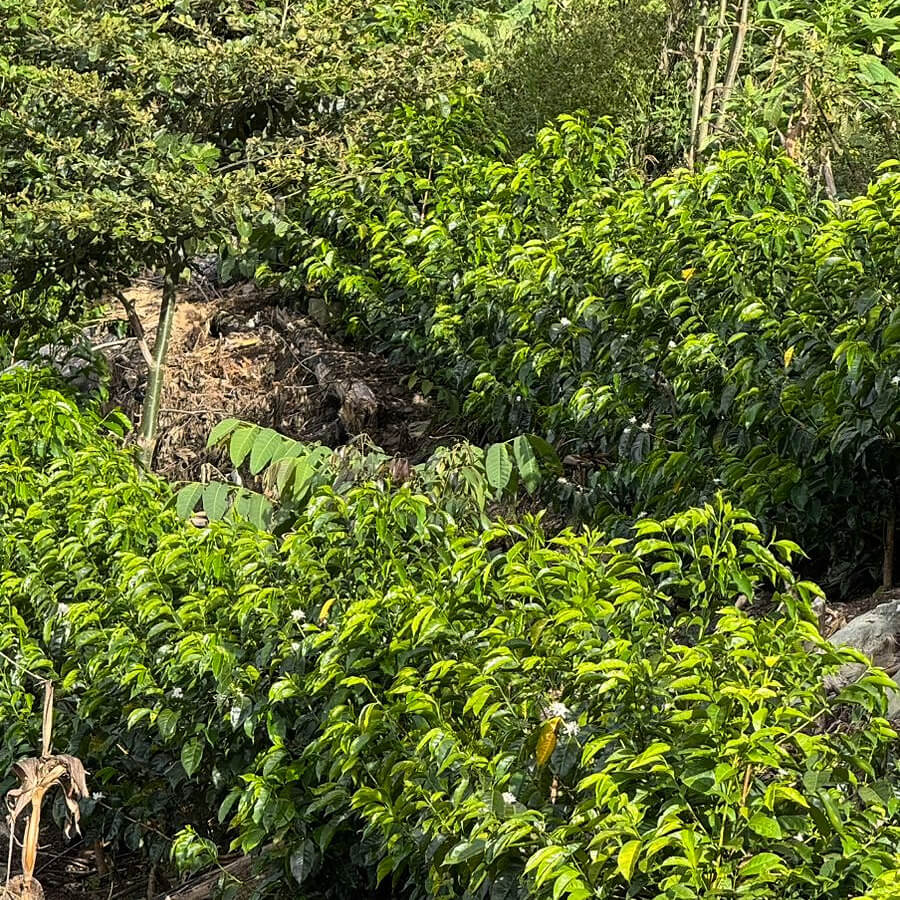 Tres Cedros - Saulo & Ronald Ibias Casa - Washed SL-09 - Nanolot