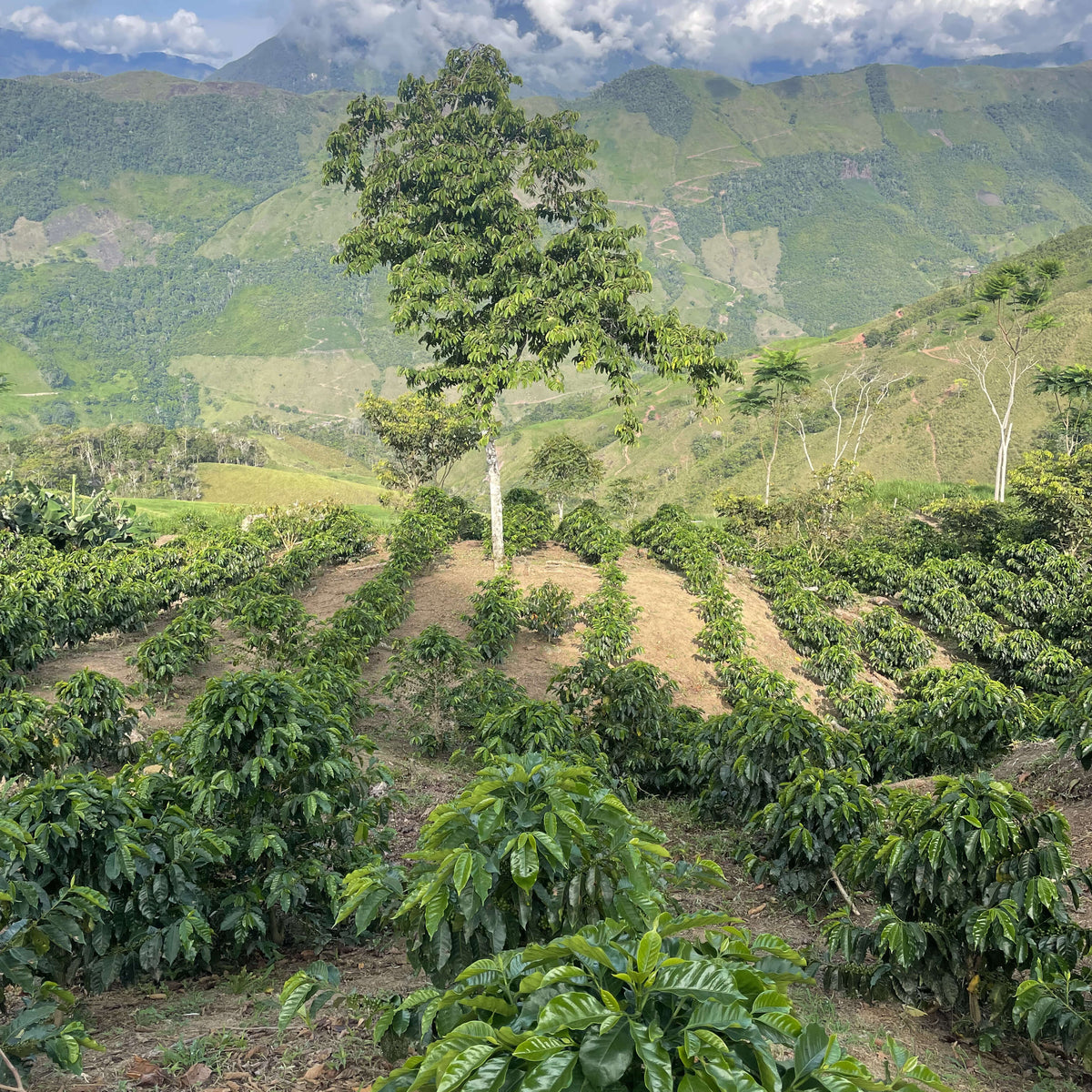 Gregorio Espinoza - Finca Voller - Washed - Caturra &amp; Typica - Microlot