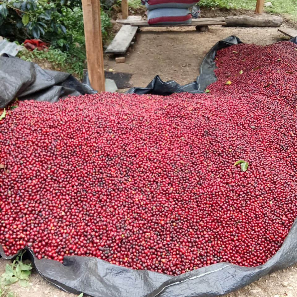 Tres Cedros - Saulo & Ronald Ibias Casa - Washed SL-09 - Nanolot