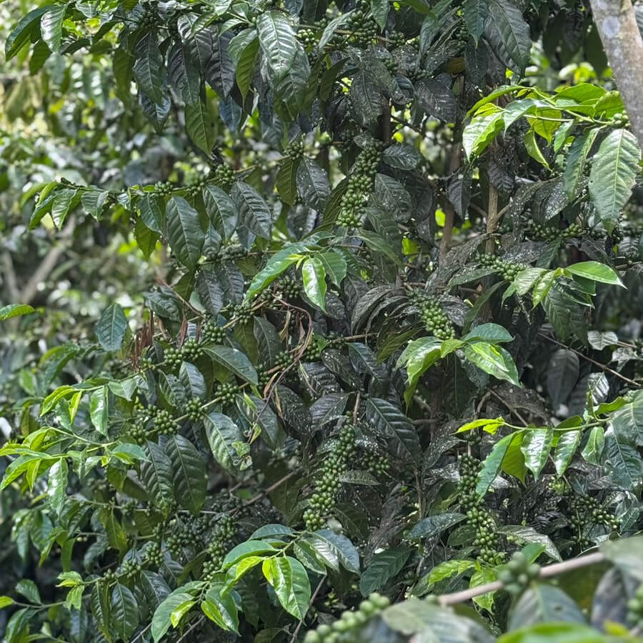 Tres Cedros - Saulo & Ronald Ibias Casa - Washed SL-09 - Nanolot