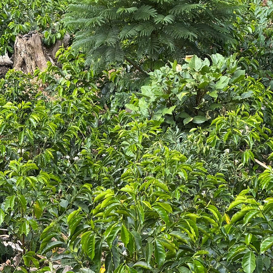 Tres Cedros - Saulo & Ronald Ibias Casa - Washed SL-09 - Nanolot