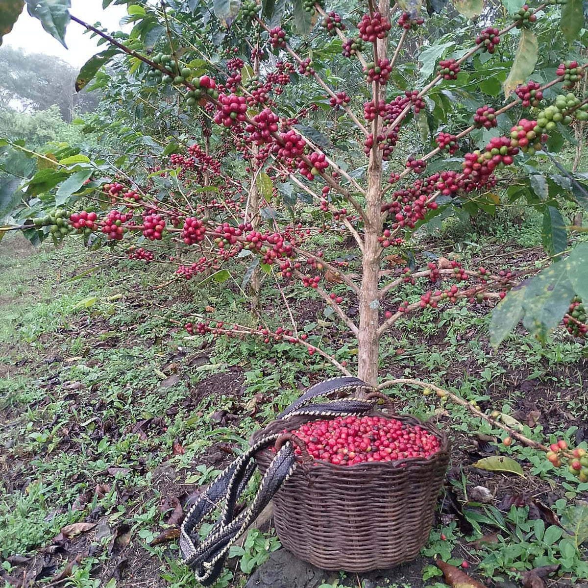 SL28_Red_Cherries_Harvessting