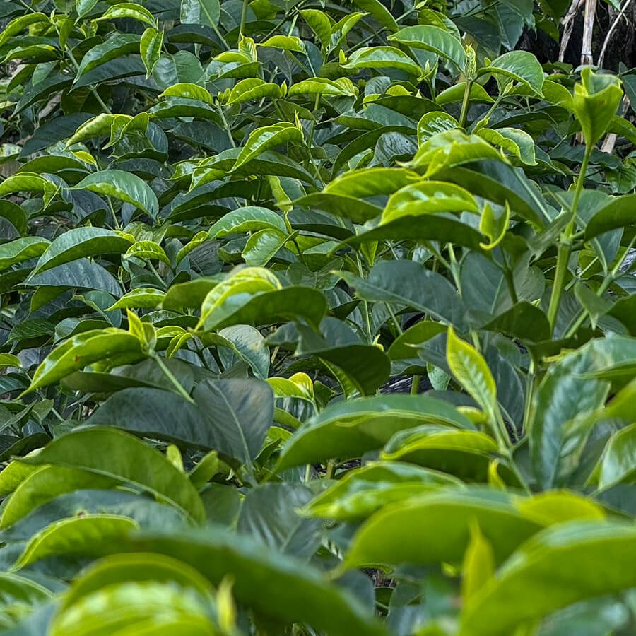 Tres Cedros - Saulo & Ronald Ibias Casa - Washed SL-09 - Nanolot