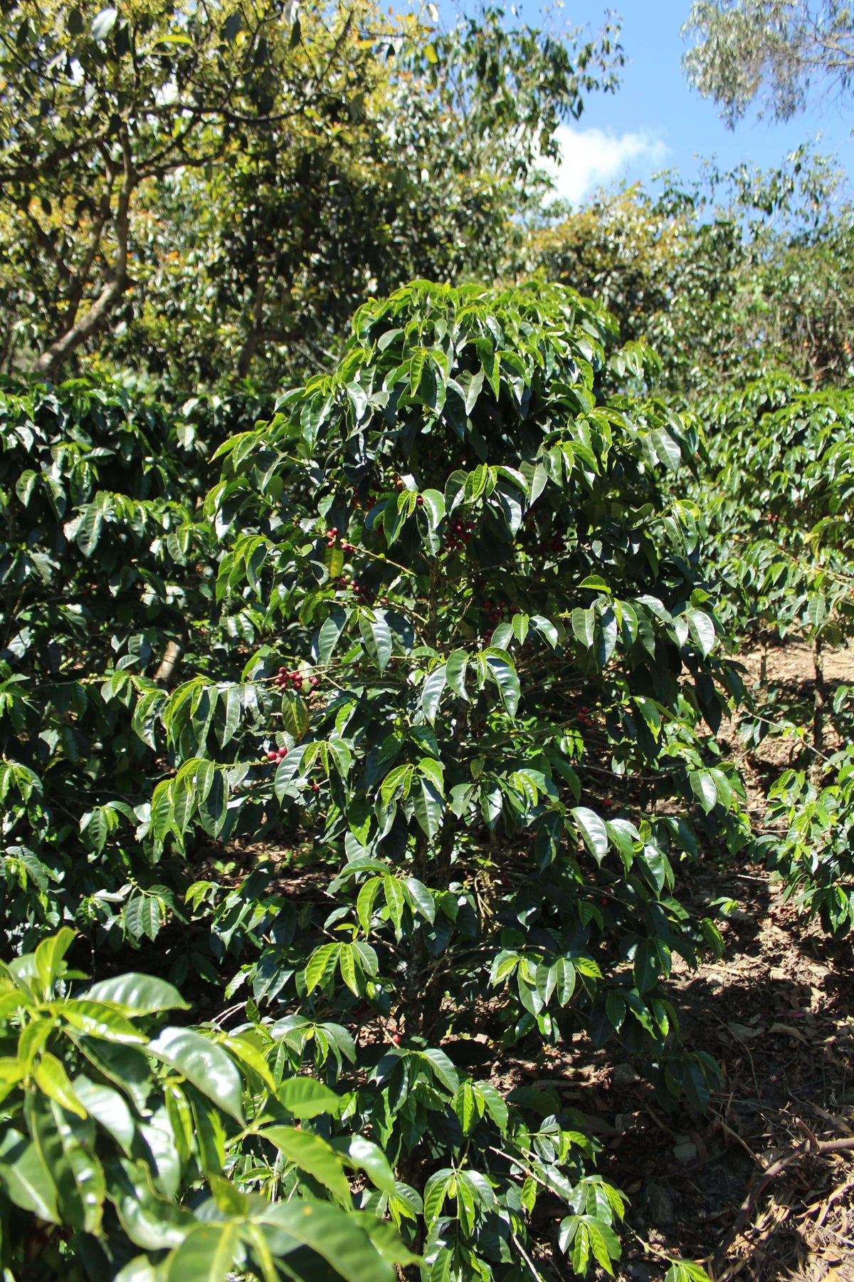 Hortencia Victoria Berrocal &amp; Mauricio Ortiz - Finca Puquiopampa - Washed - Caturra &amp; Typica - Microlot