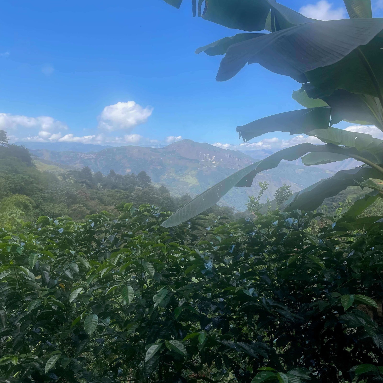 Scenic view of a coffee farm with mountains in the background