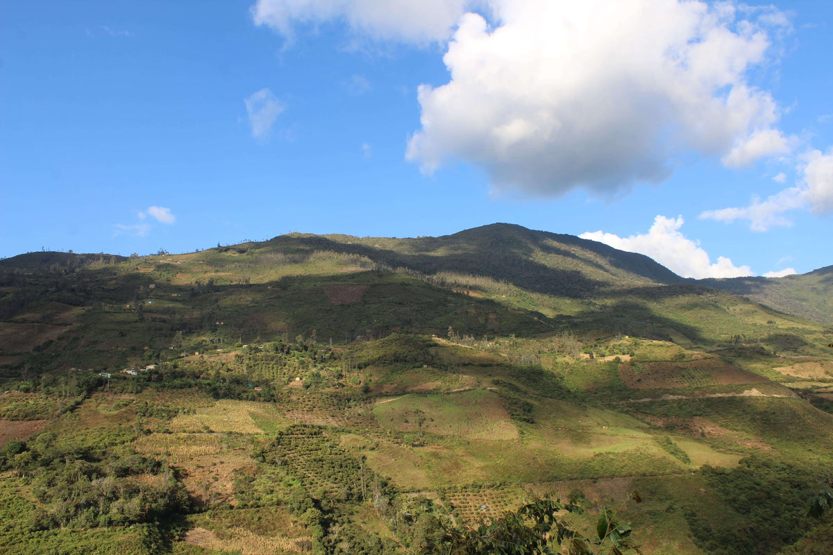 Hortencia Victoria Berrocal &amp; Mauricio Ortiz - Finca Puquiopampa - Washed - Caturra &amp; Typica - Microlot