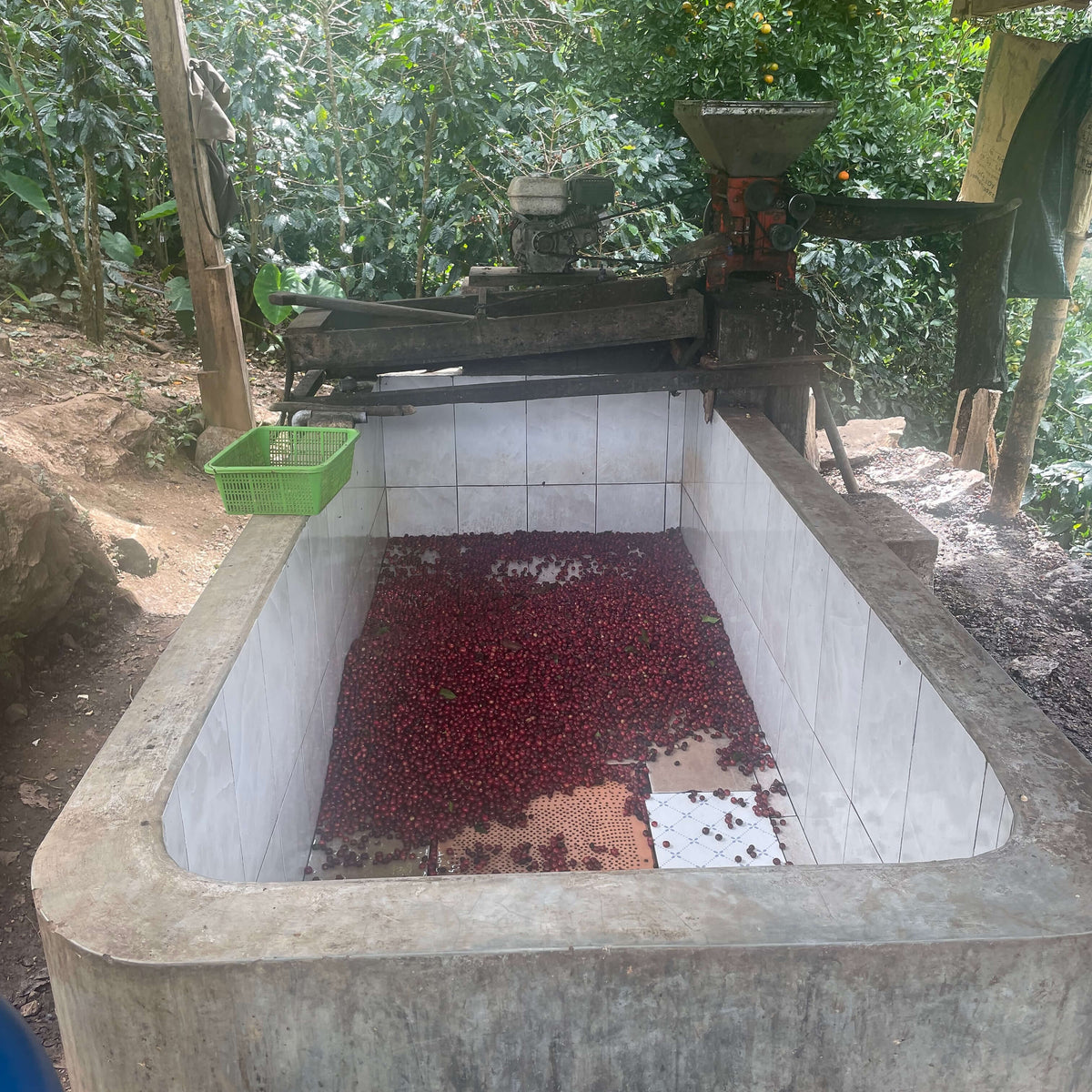 Coffee cherries being processed in a machine with a concrete basin outdoors.