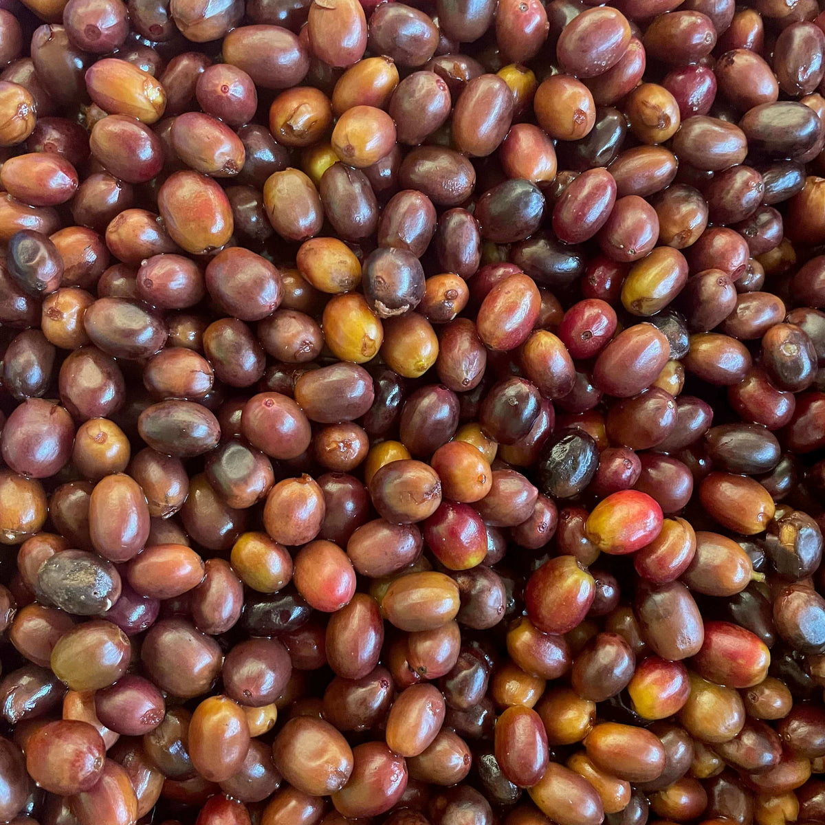 Close-up of a pile of bourbon coffee cherries post fermentation