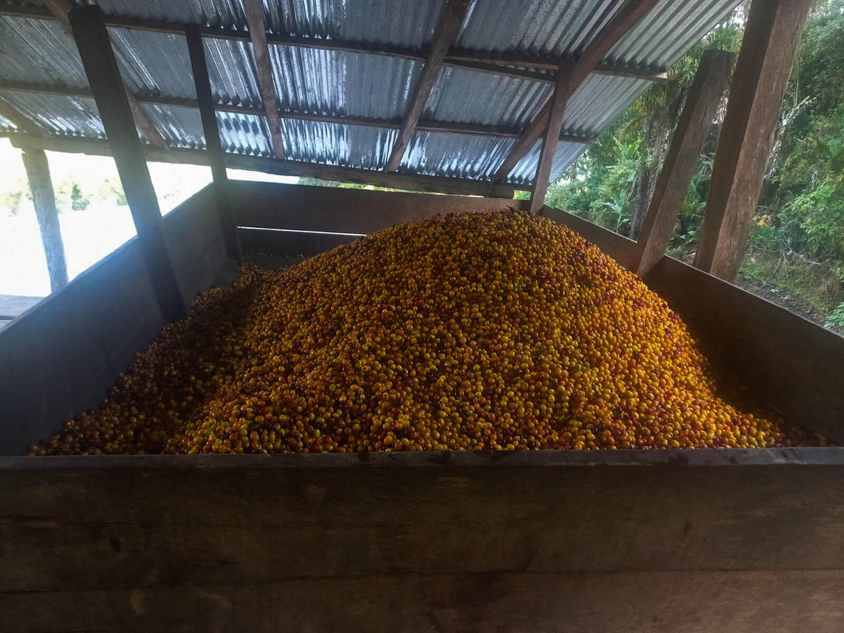 Finca La Bola - Blanca Flor Cordova - Washed - Yellow Caturra - Microlot