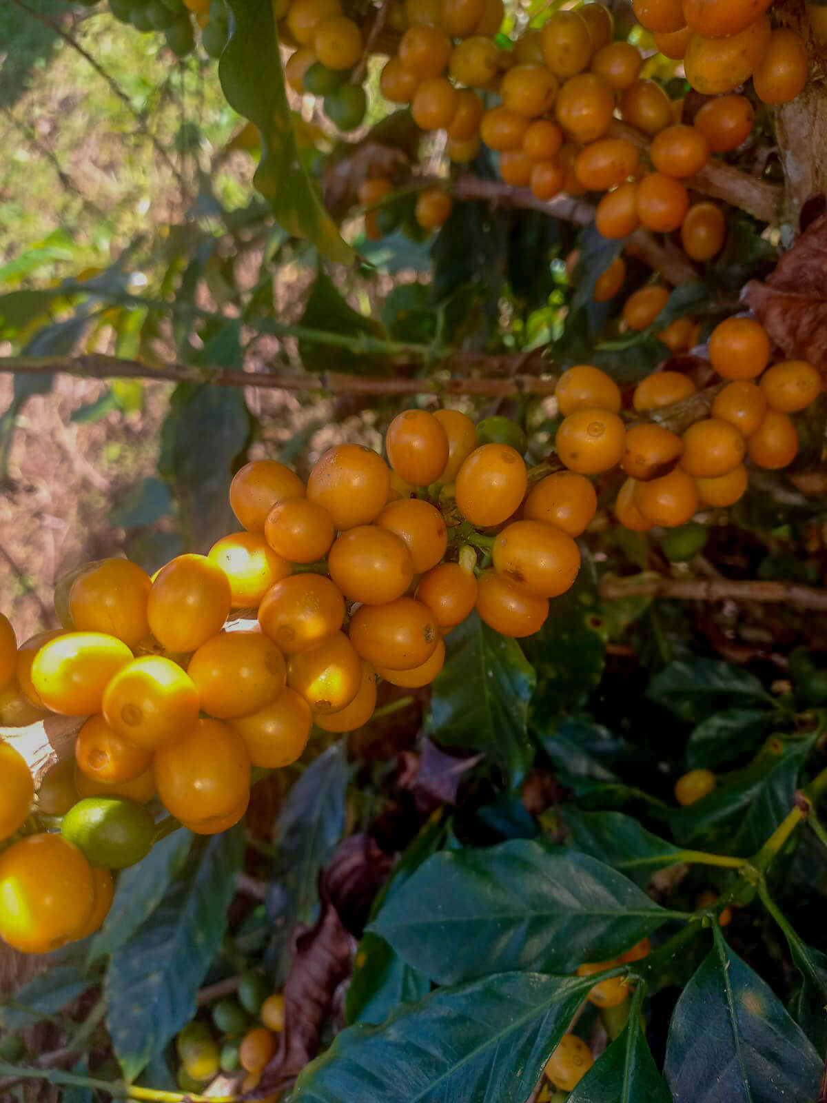 Finca La Bola - Blanca Flor Cordova - Washed - Yellow Caturra - Microlot