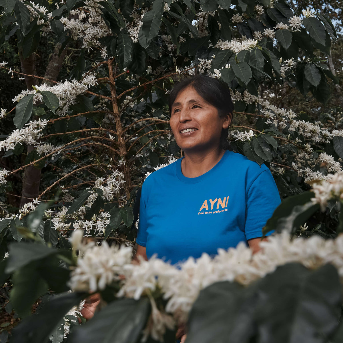 Woman in a blue shirt standing among coffee plants with white flowers