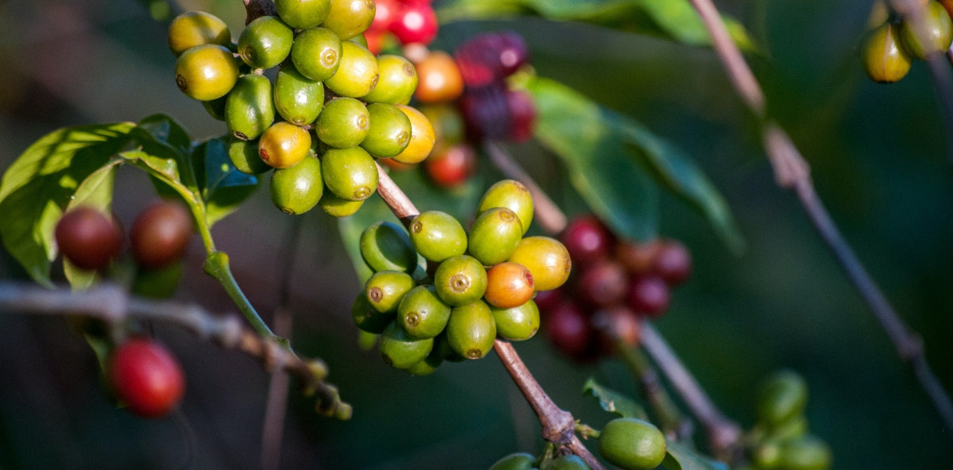 image of coffee cherries on a coffee tree with green, yellow and red cherries