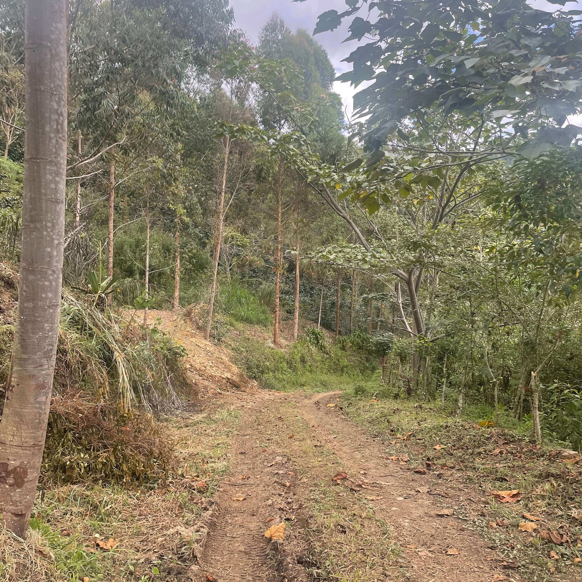 Winding dirt path through a forest with trees on both sides