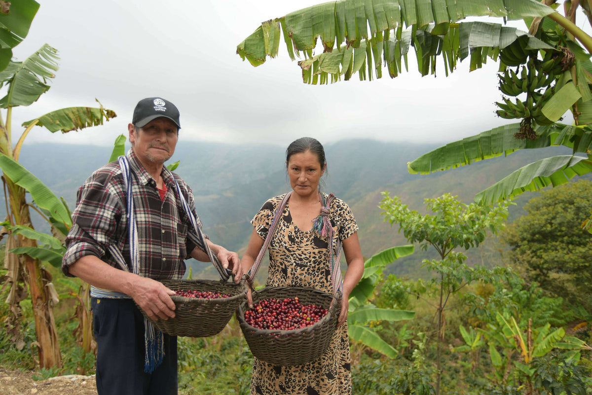 Laguna Los Condores - Cooperative Coffee - SCA 84