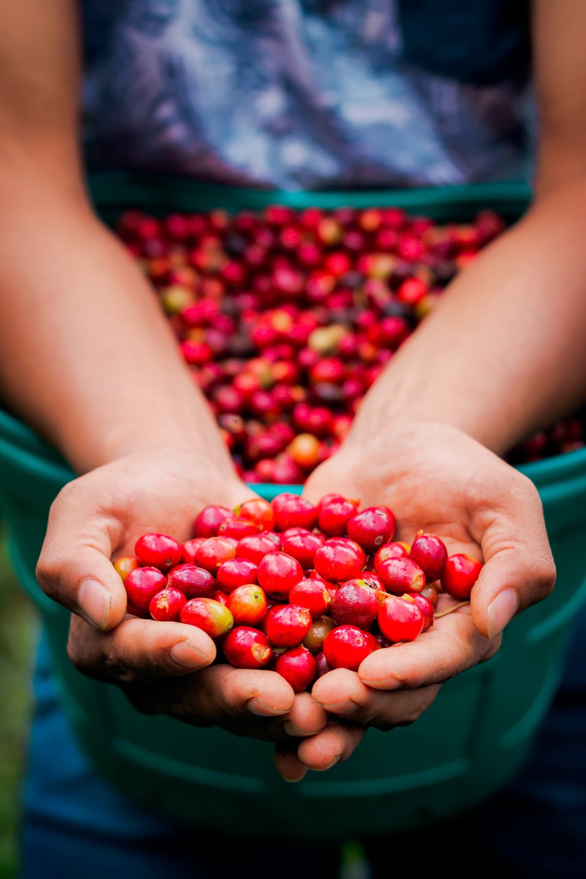 Finca El Laurel - Floremilda Baca - Microlot