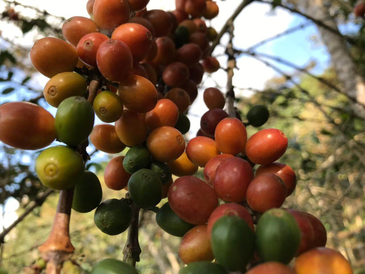 Finca Chiriloma - Edwin Quea Paco - Mundonovo - Nanolot